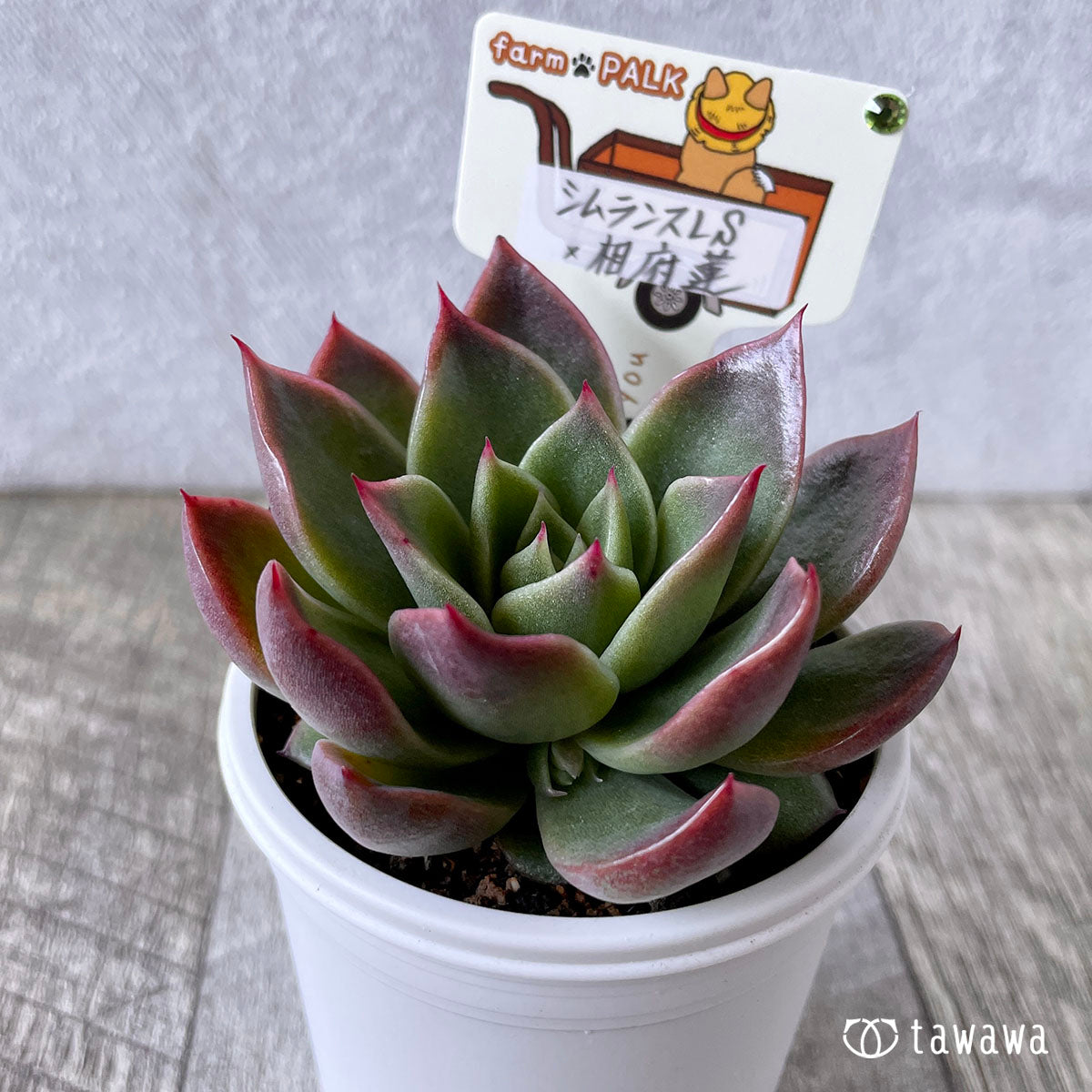 New Arrival* Star Mark