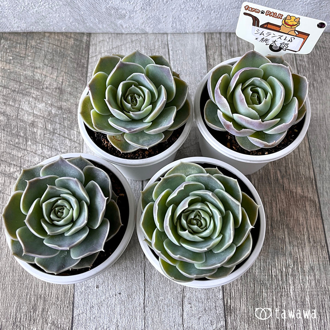 New Arrival* Star Mark