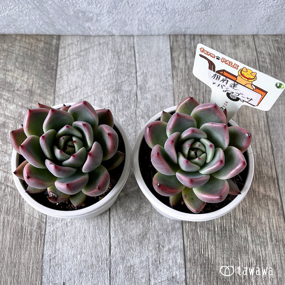 New Arrival* Star Mark