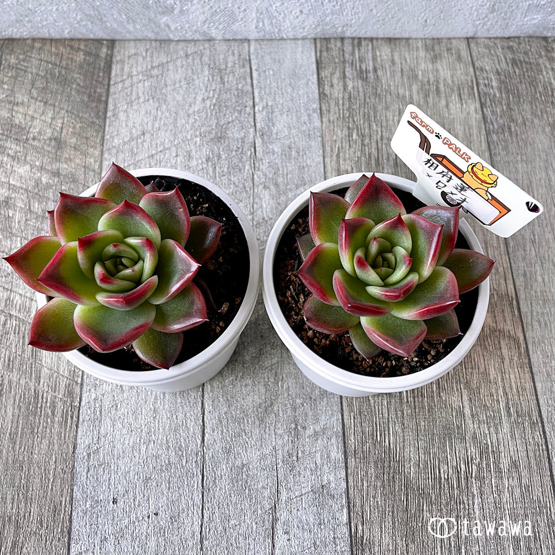 New Arrival* Star Mark