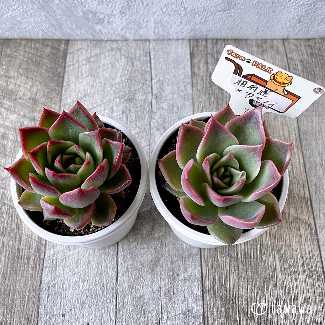 New Arrival* Star Mark