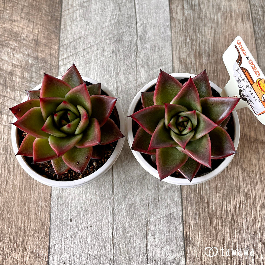 New Arrival* Star Mark