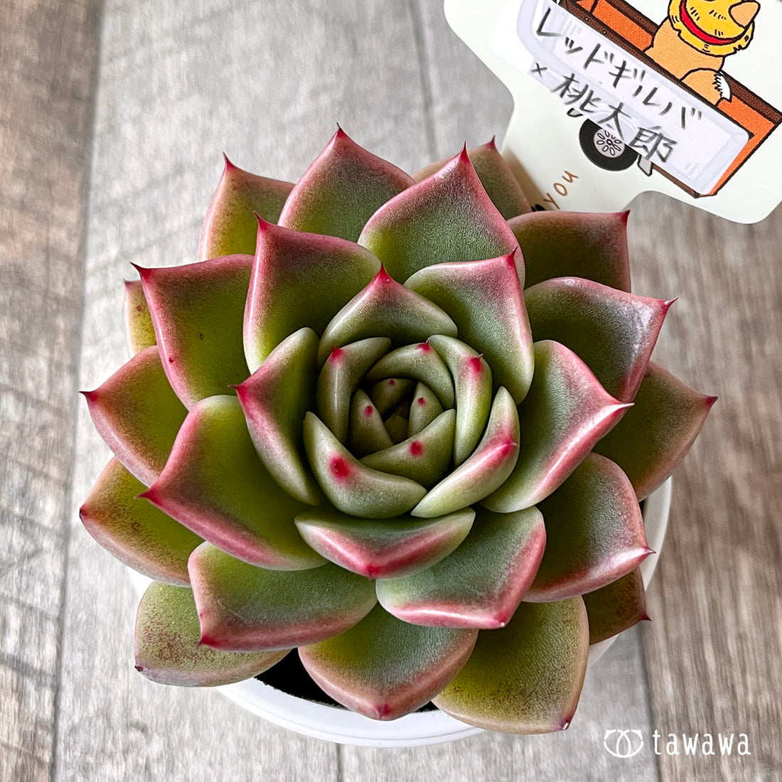 New Arrival* Star Mark