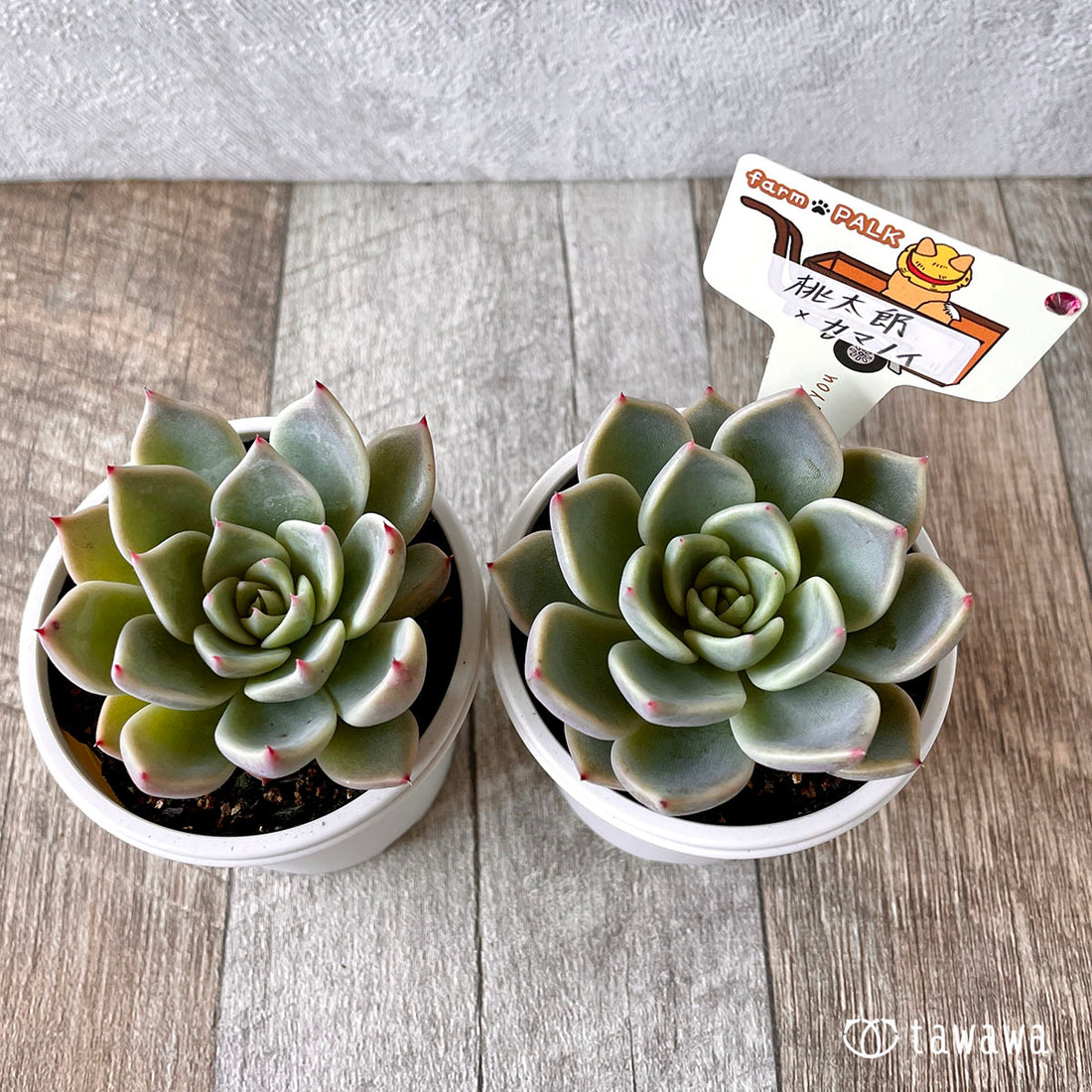 New Arrival* Star Mark