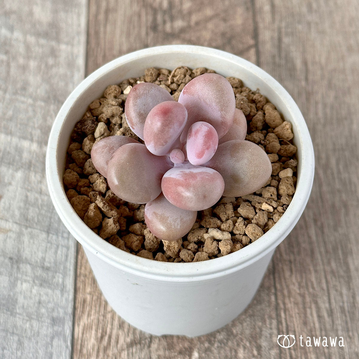 Amethystinum