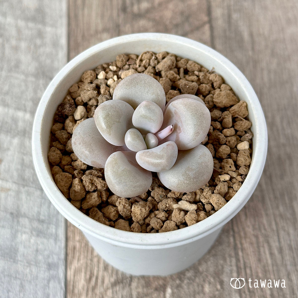 Amethystinum