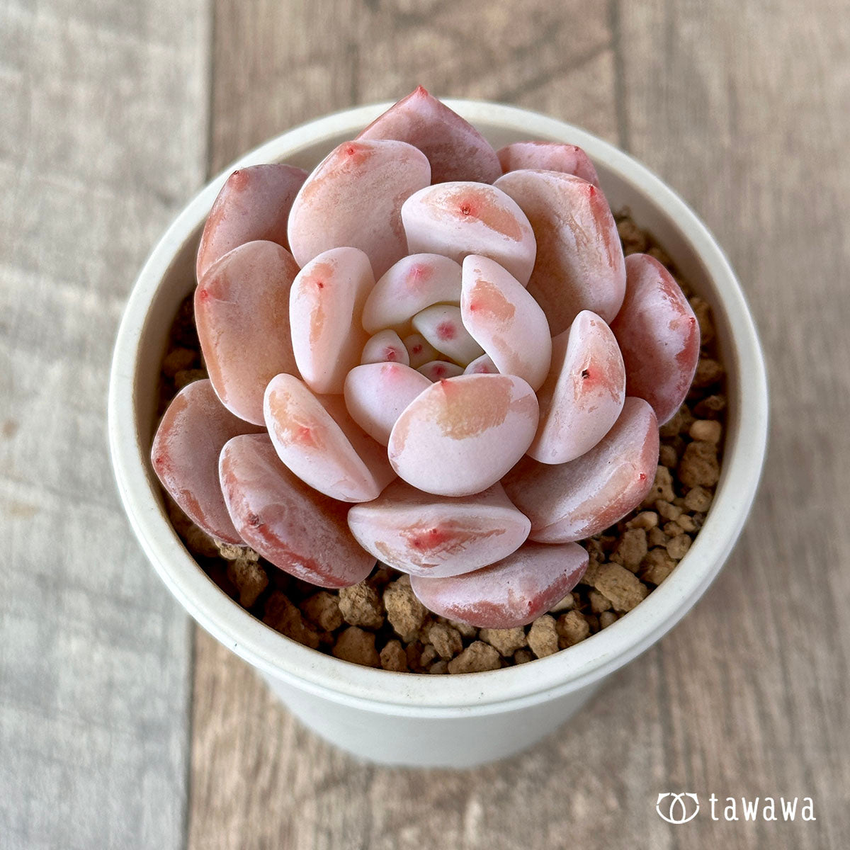 오렌지 먼로