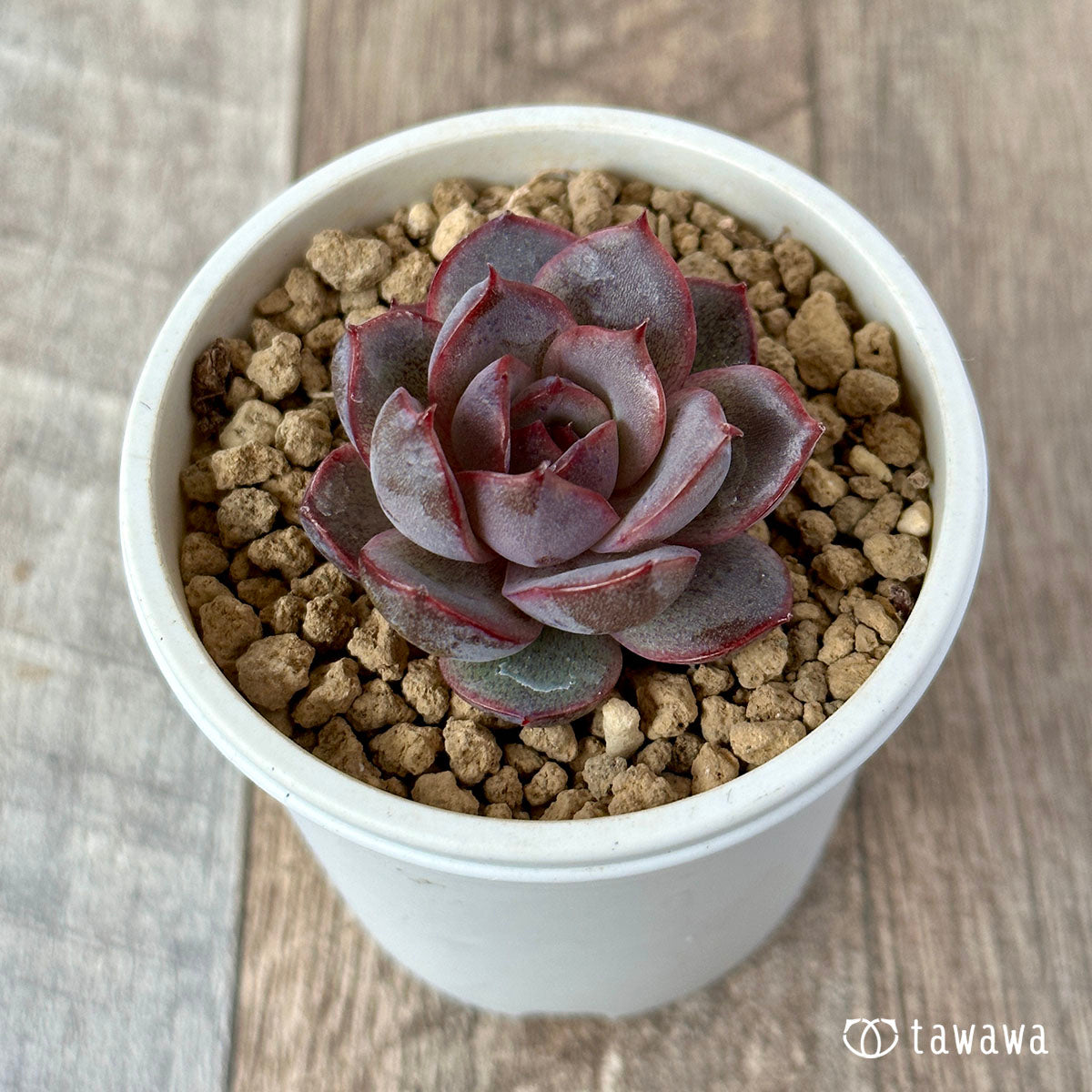 밀리네