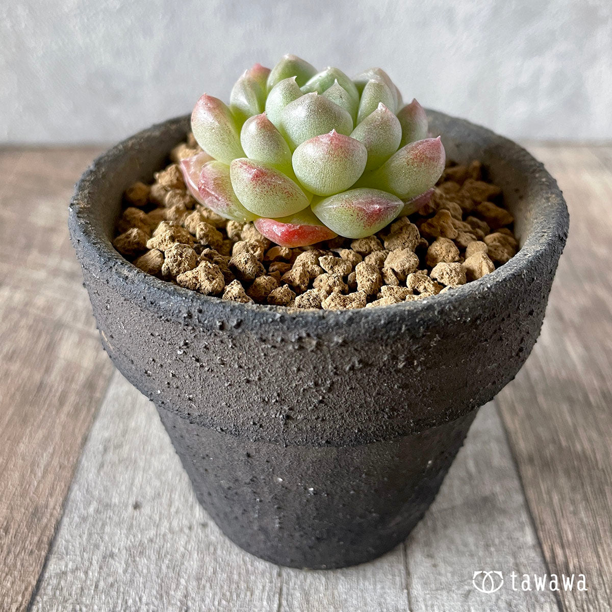 알비칸스×블랙 로즈 (챔피언 모종)