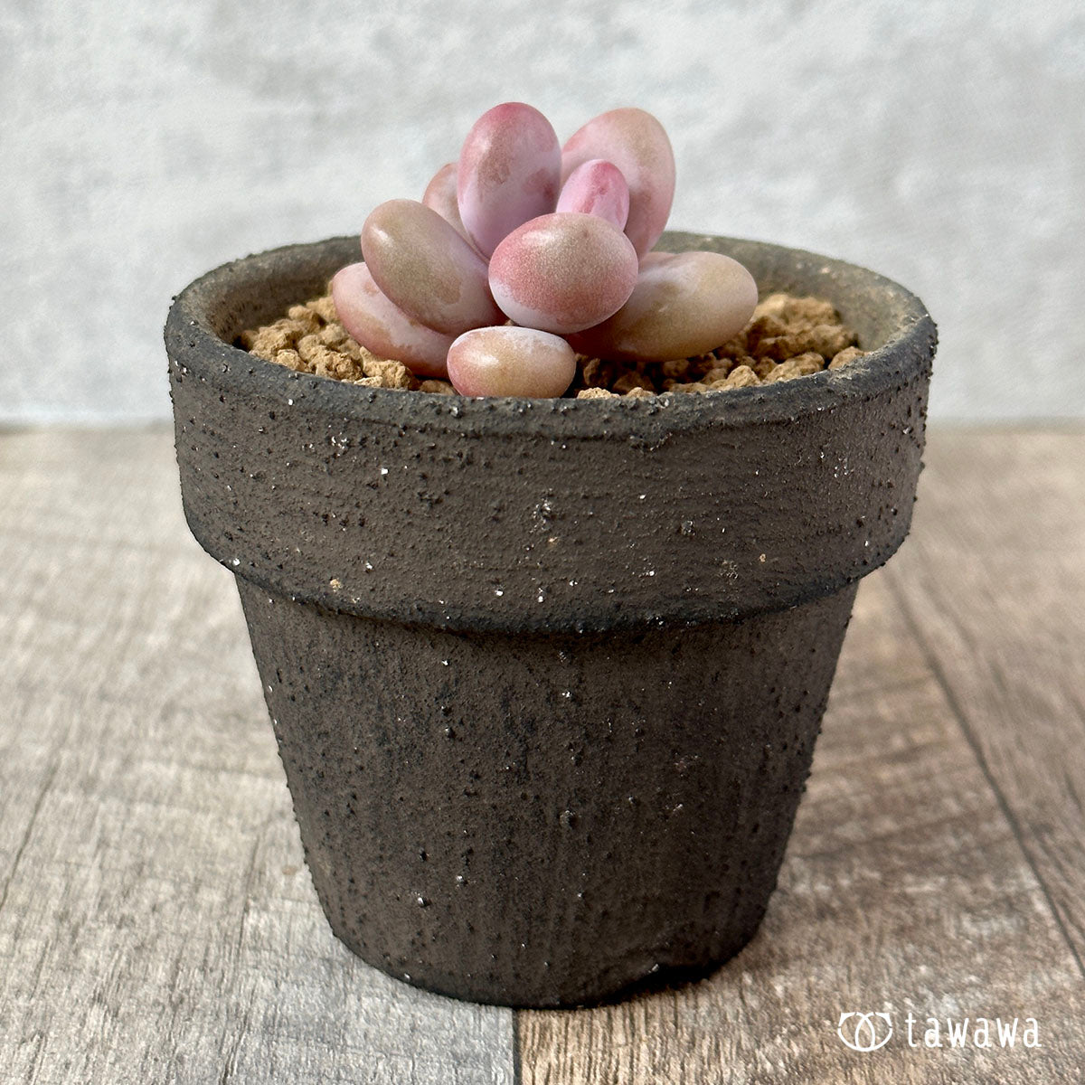 Amethystinum
