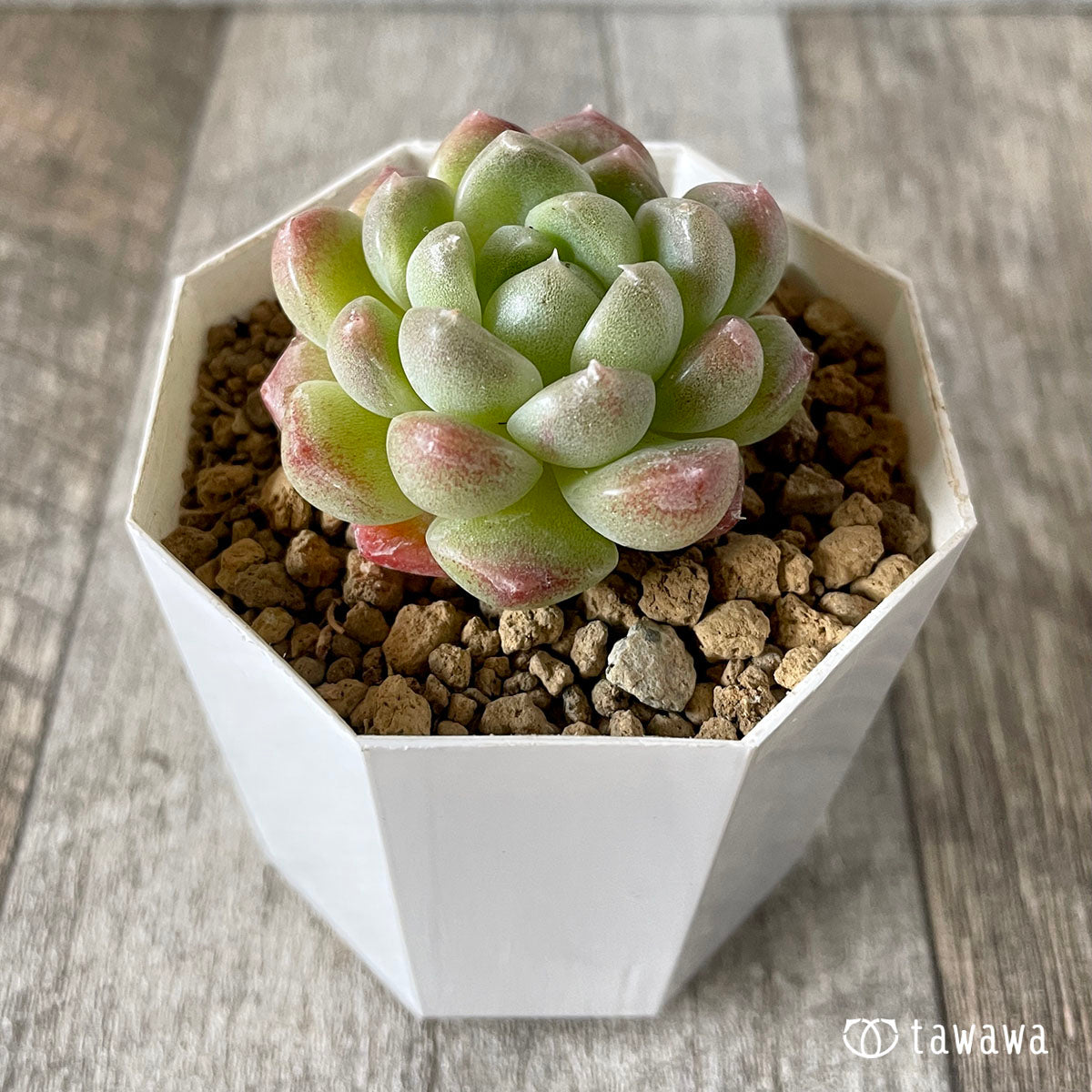 알비칸스×블랙 로즈 (챔피언 모종)