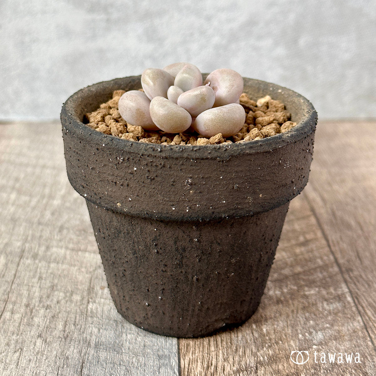 Amethystinum