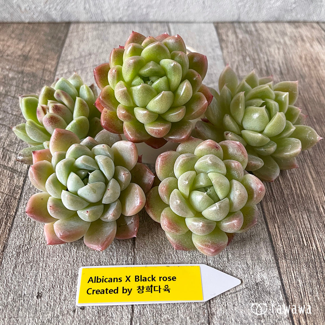 New Arrivals: Ice Green