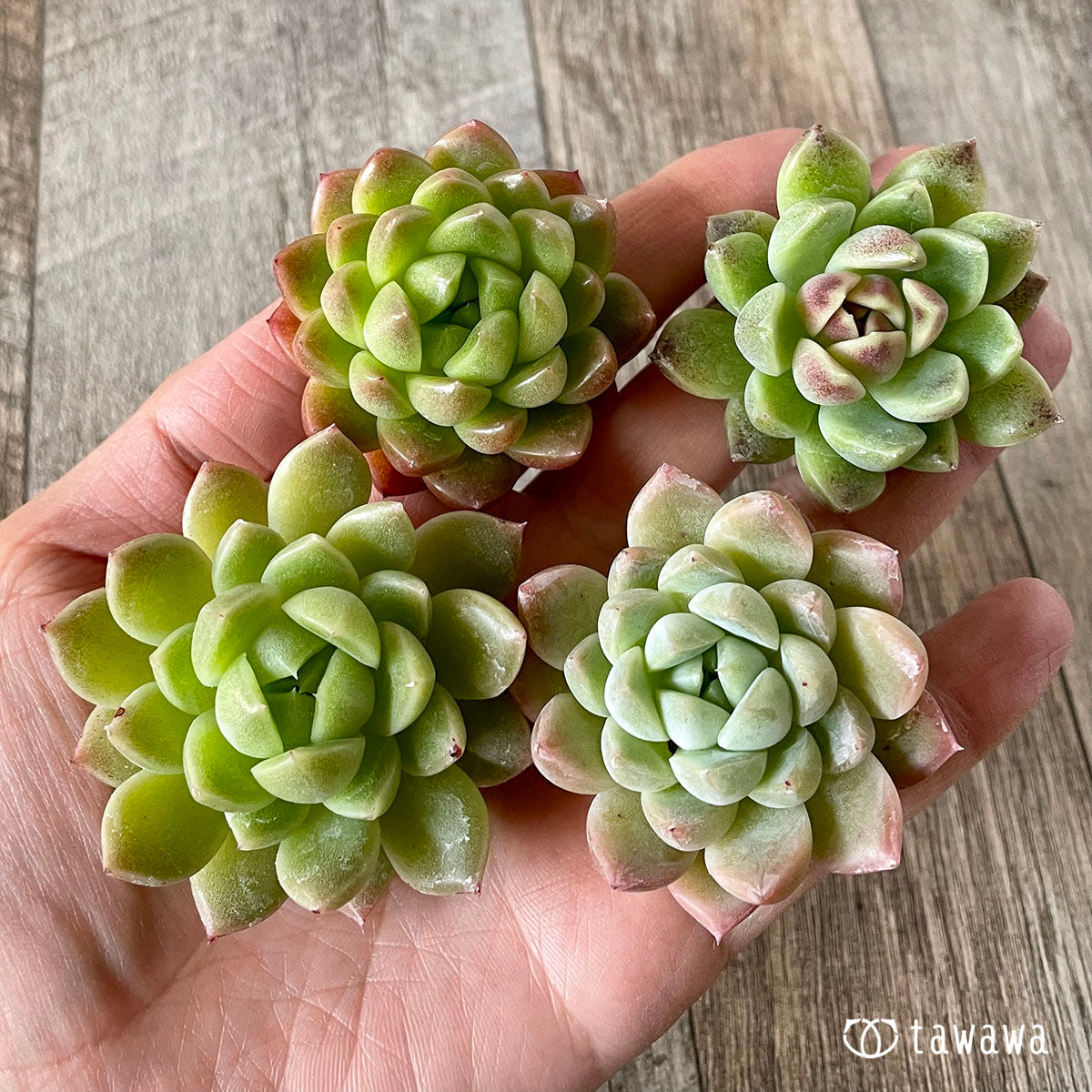 알비칸스×블랙 로즈 (챔피언 모종)