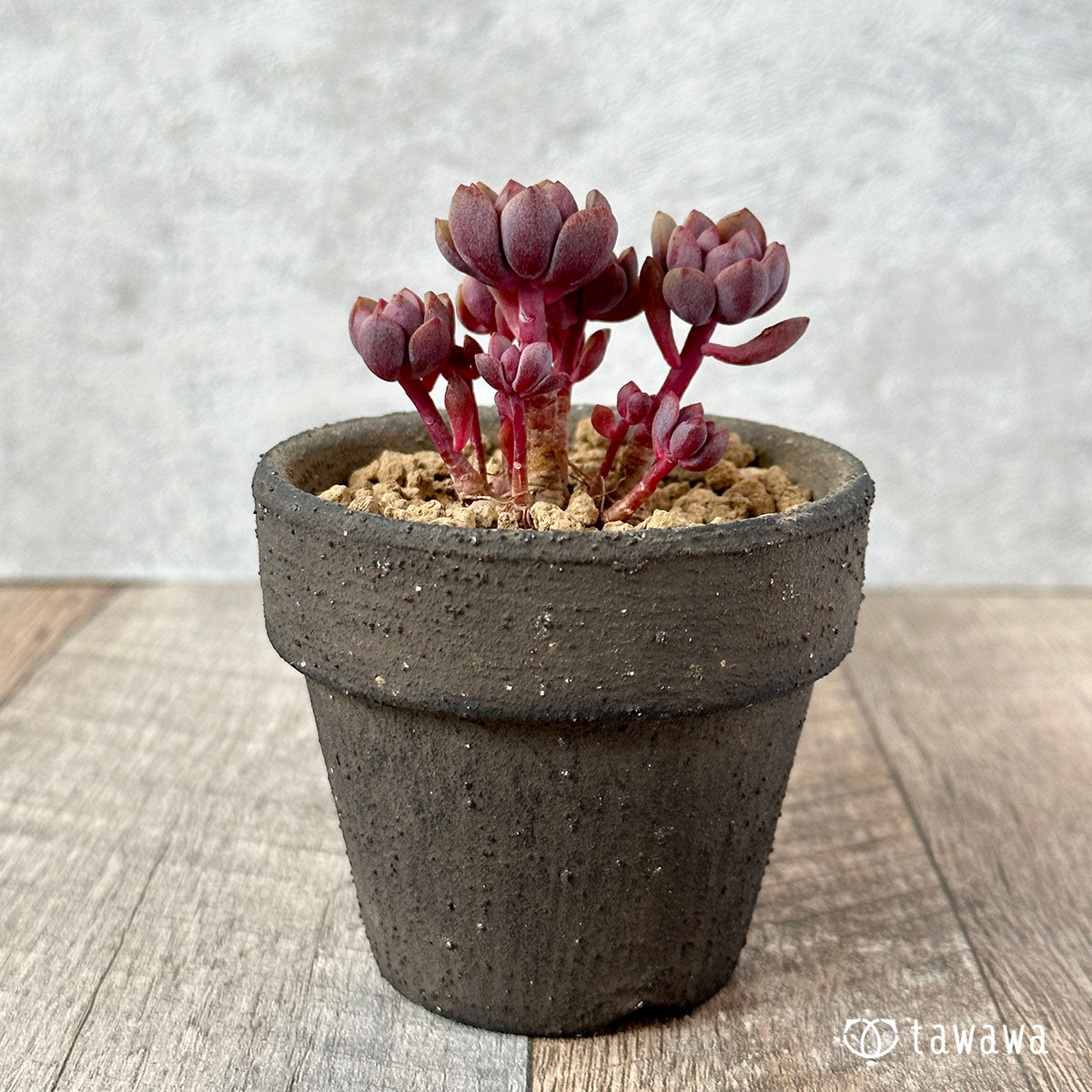 New Arrival Ariel