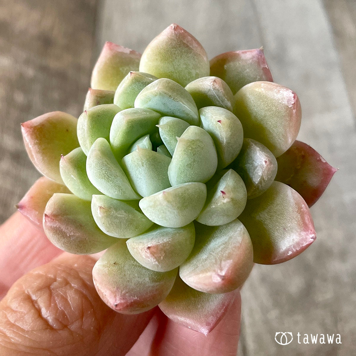 알비칸스×블랙 로즈 (챔피언 모종)