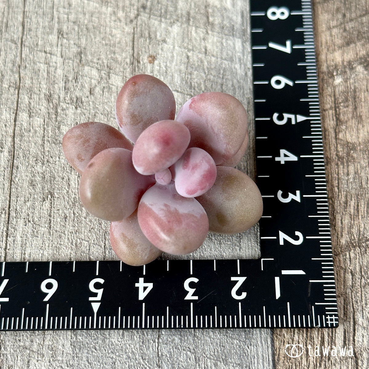 Amethystinum