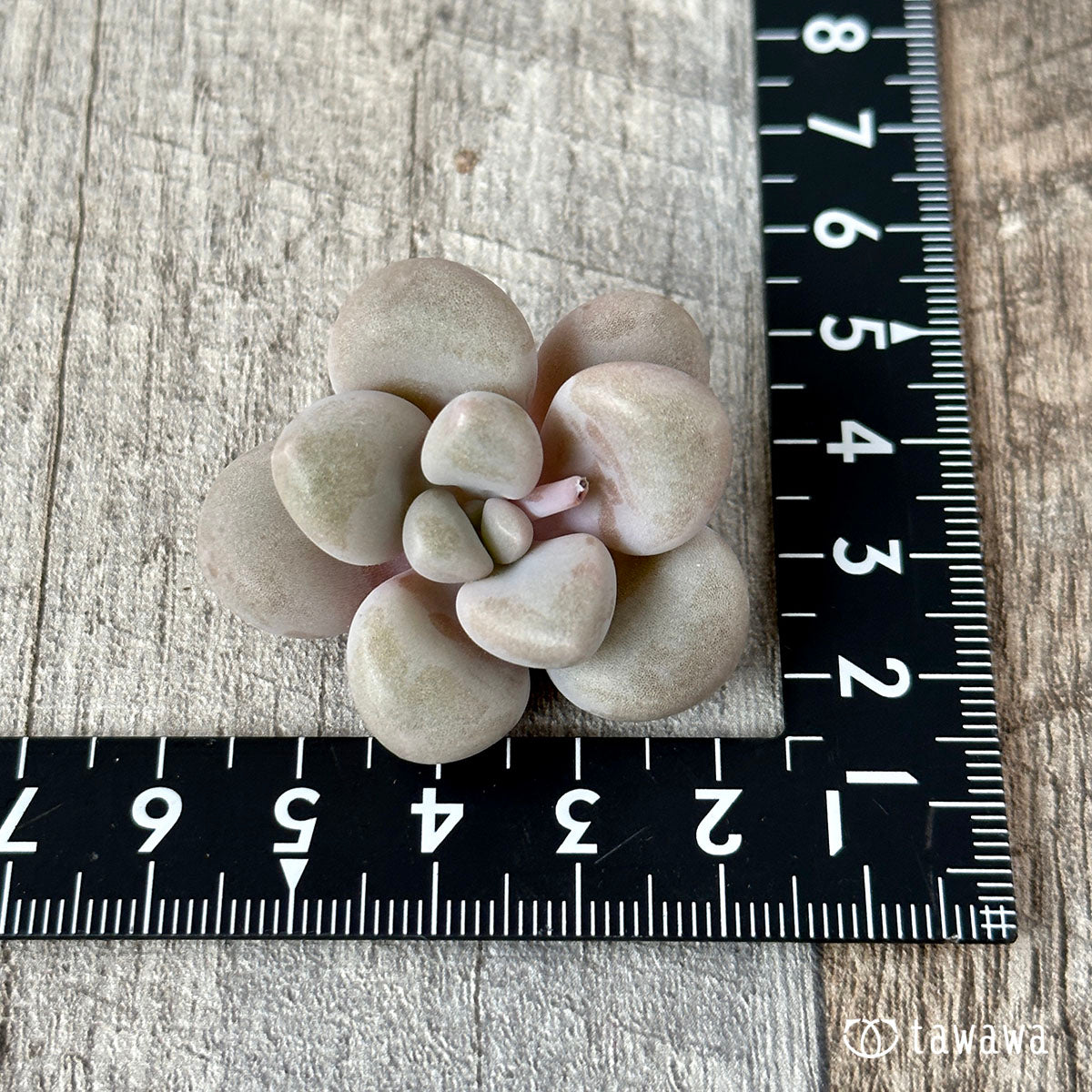 Amethystinum