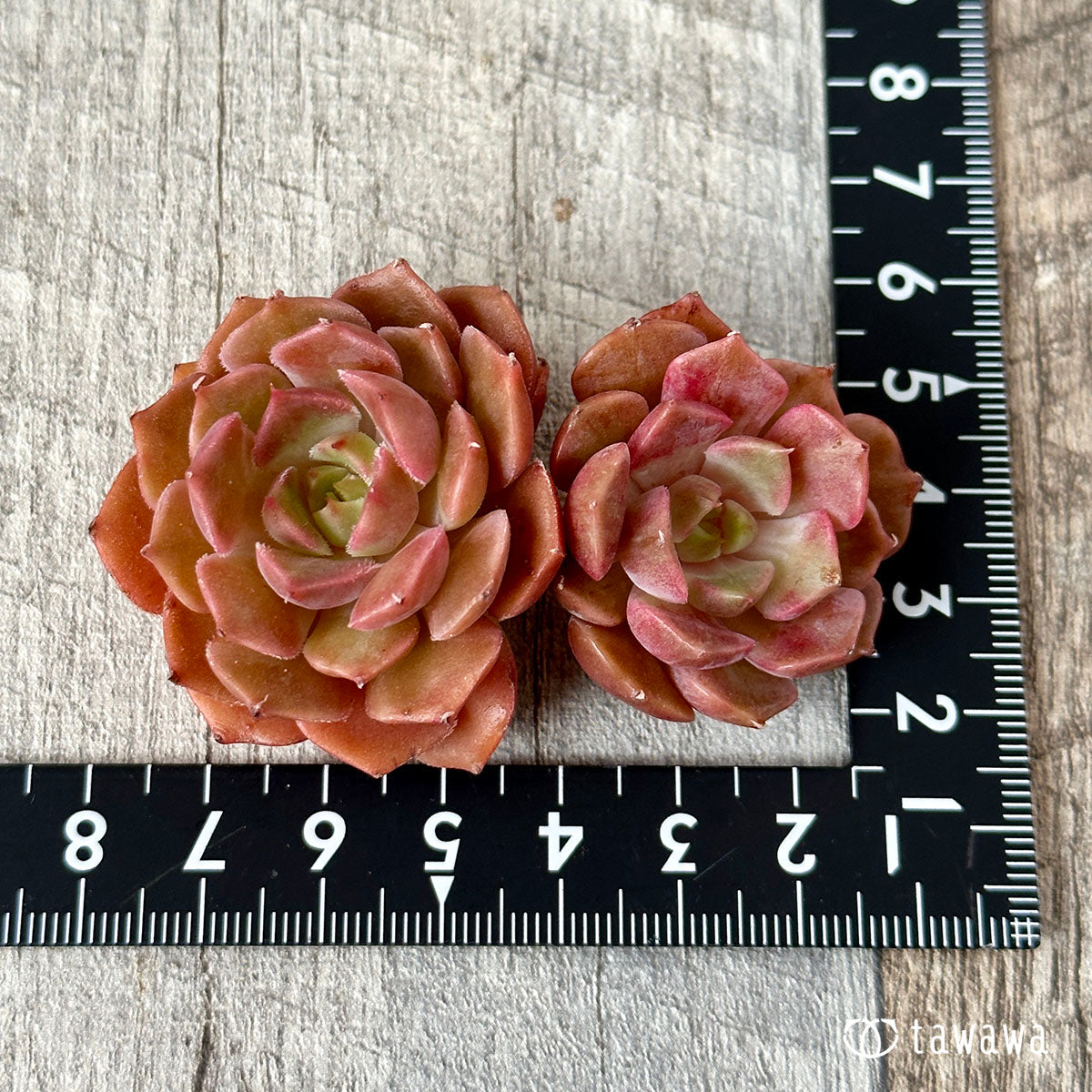 New Arrival Brown Rose