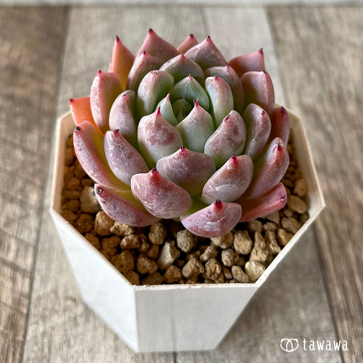 コロラータ×コルテス (チャンヒー農園苗)