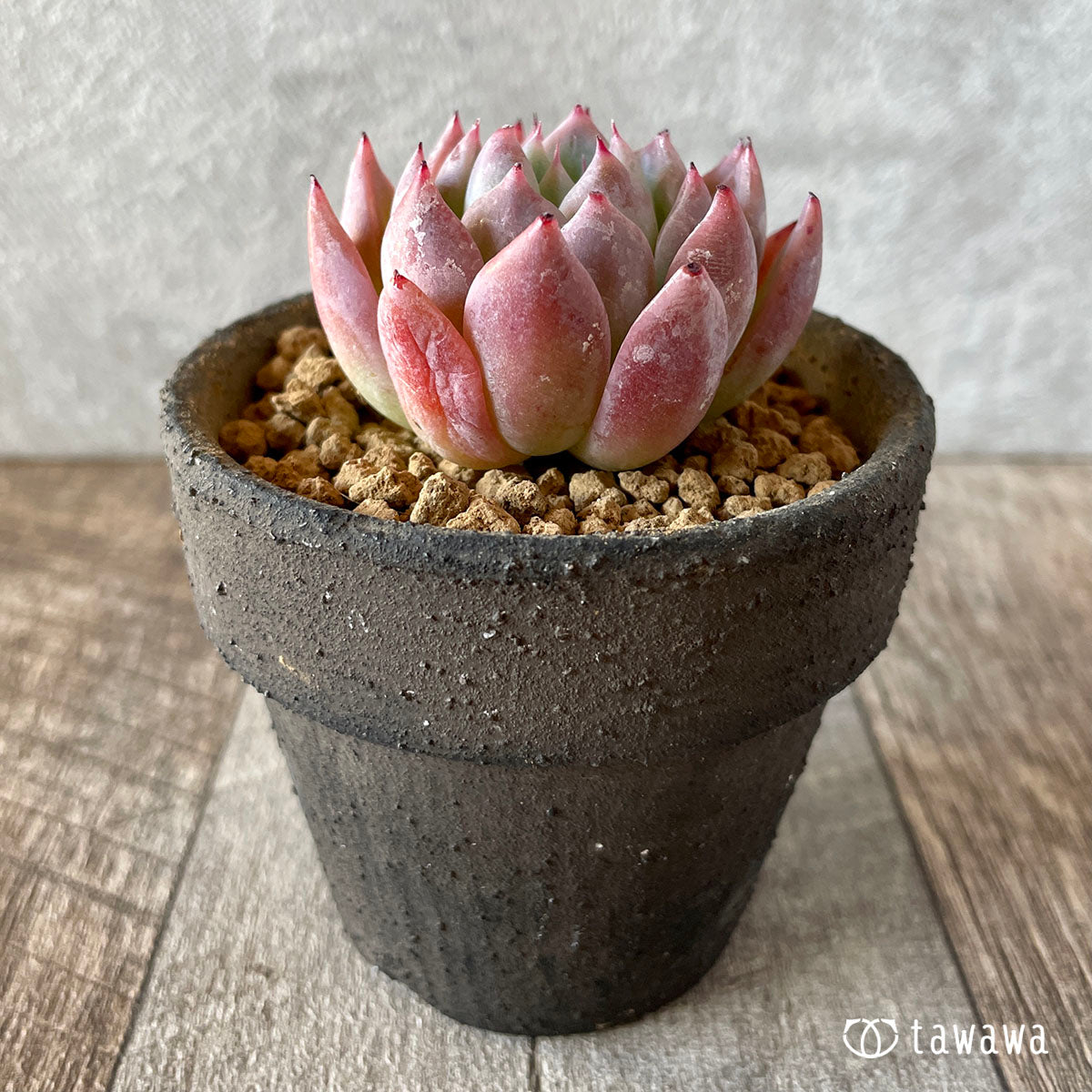 コロラータ×コルテス (チャンヒー農園苗)