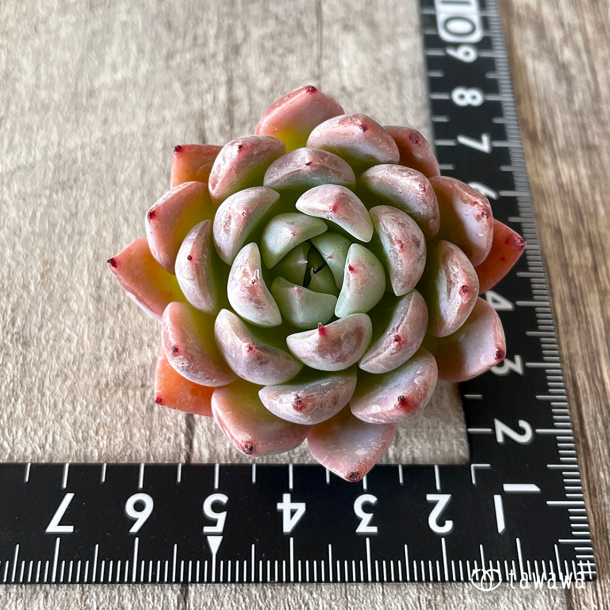 コロラータ×コルテス (チャンヒー農園苗)