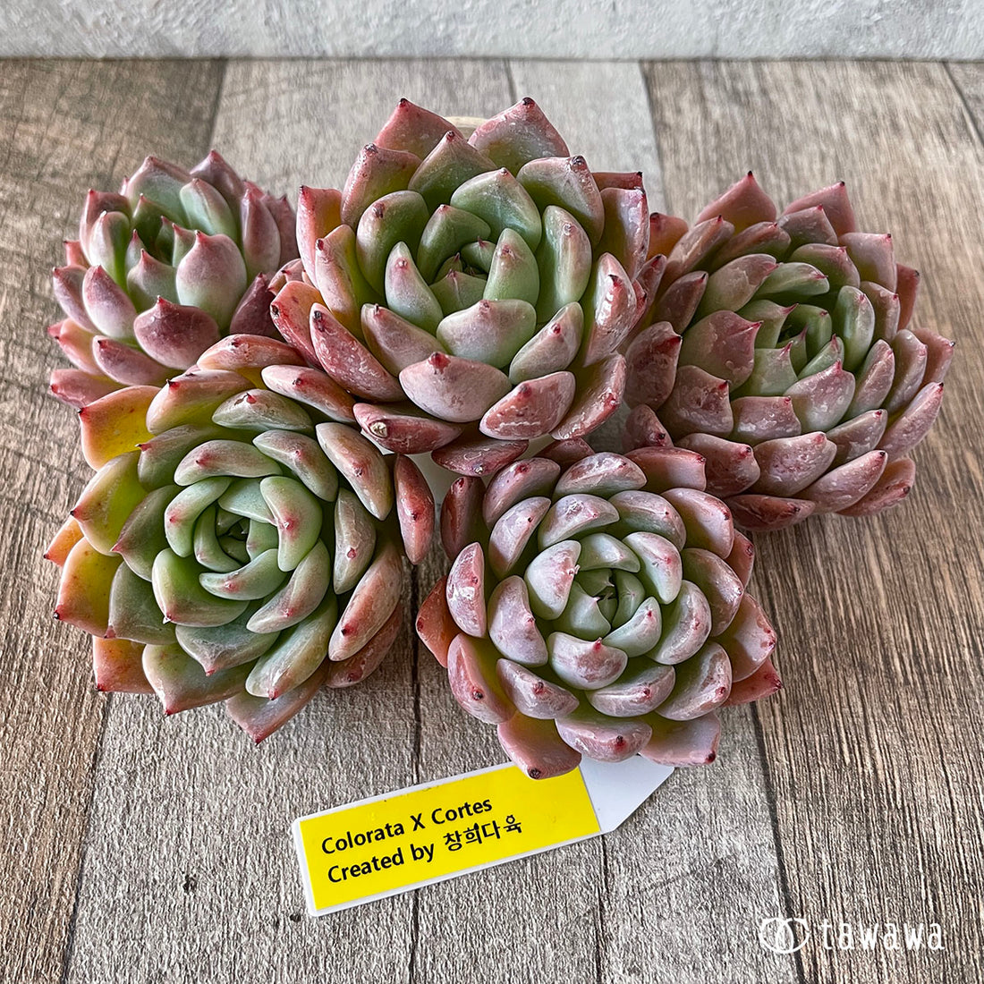 New Arrivals: Ice Green