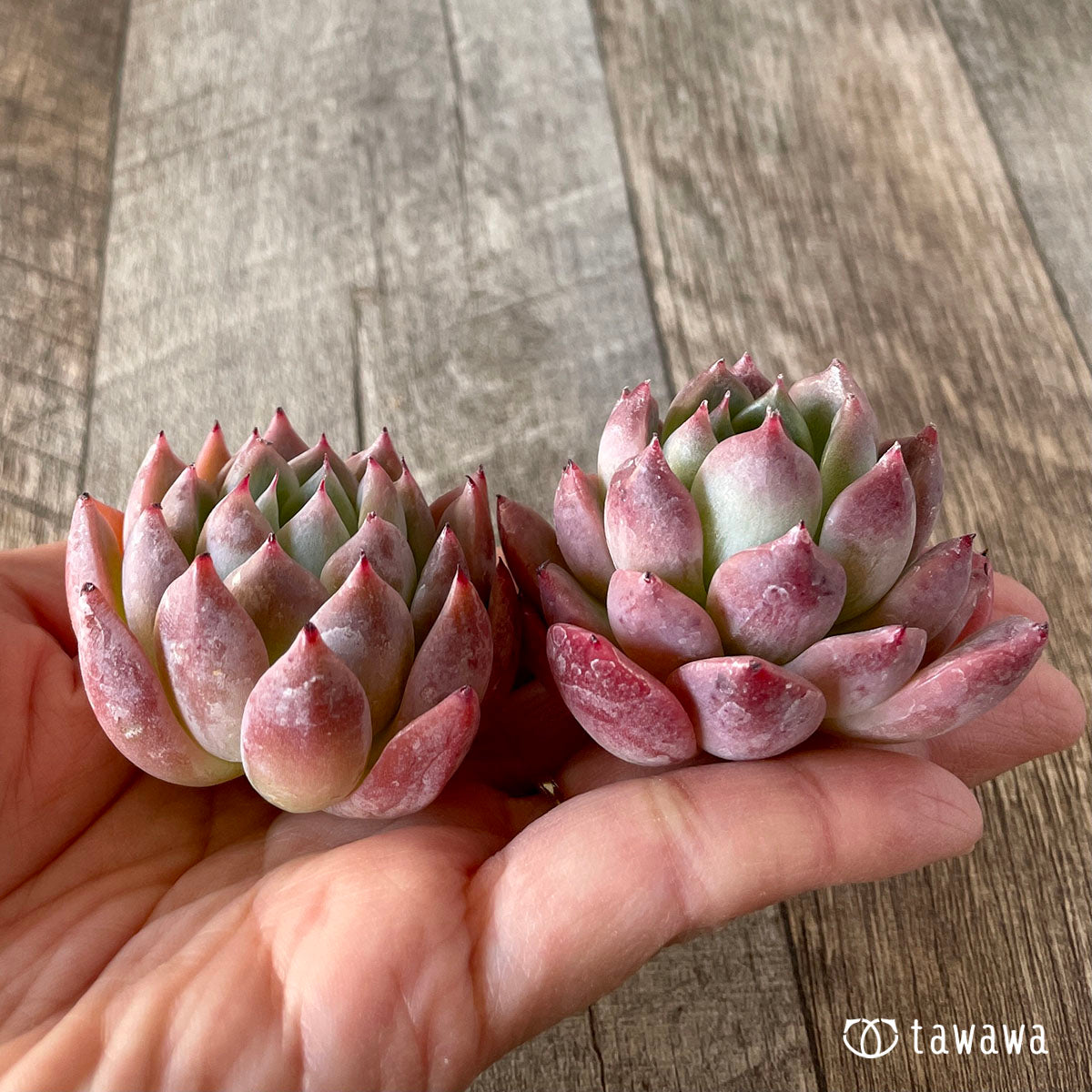 コロラータ×コルテス (チャンヒー農園苗)