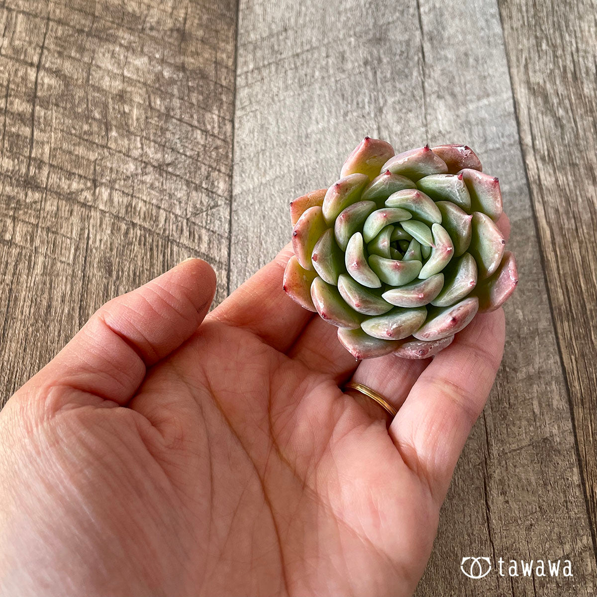 コロラータ×コルテス (チャンヒー農園苗)