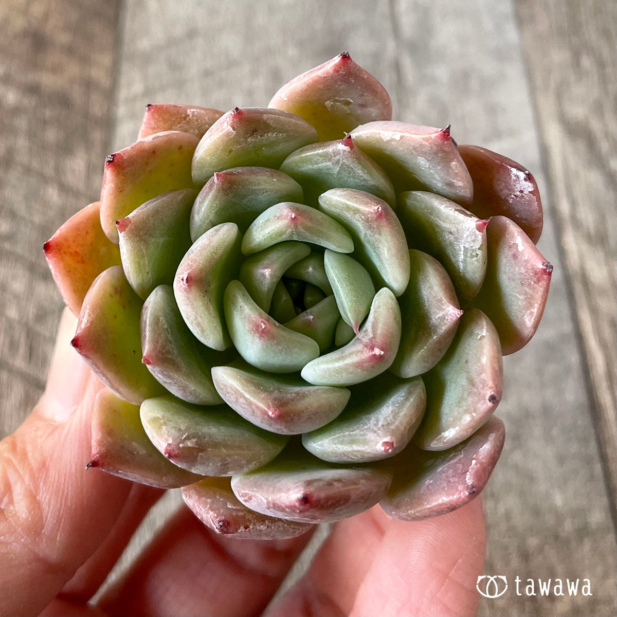 コロラータ×コルテス (チャンヒー農園苗)