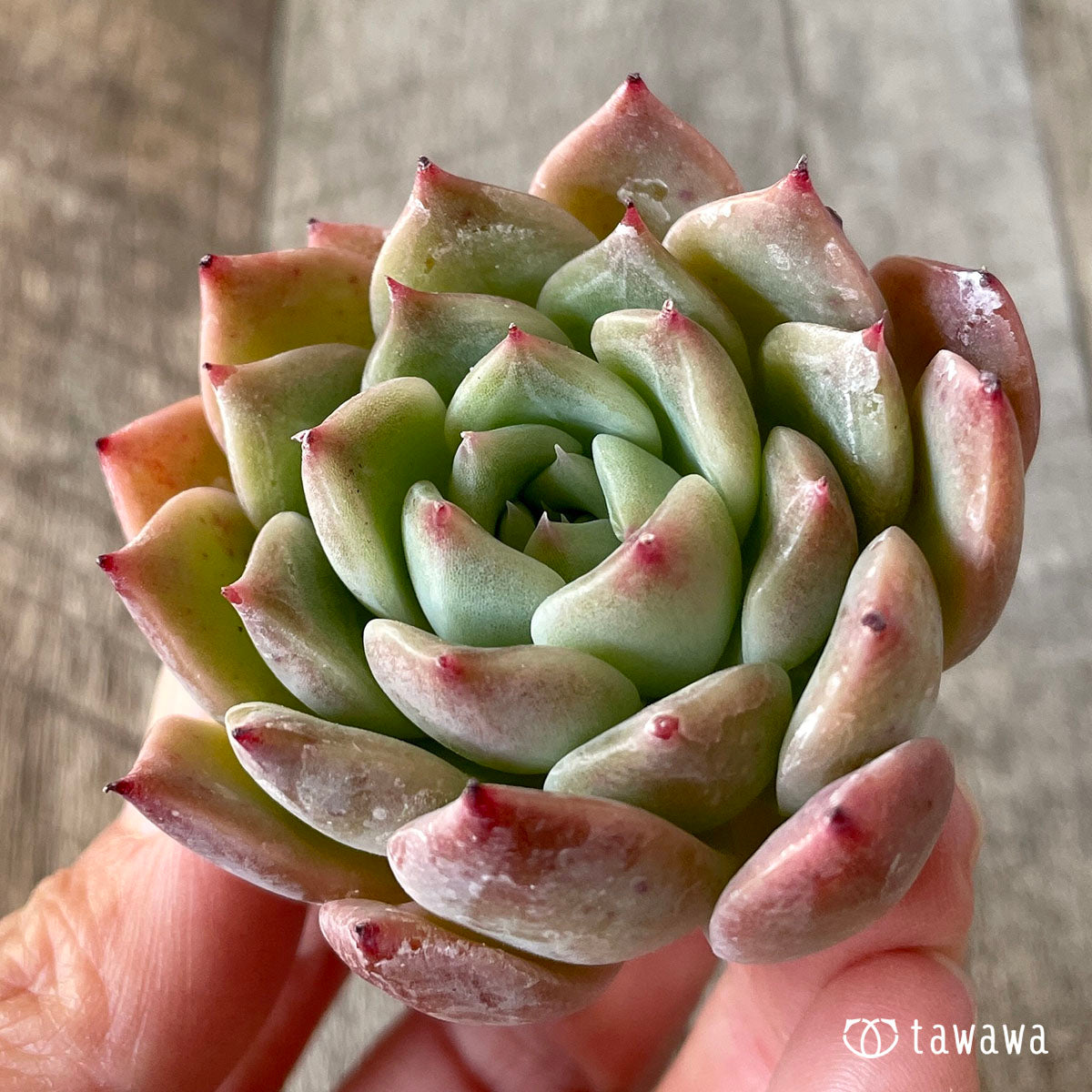 コロラータ×コルテス (チャンヒー農園苗)