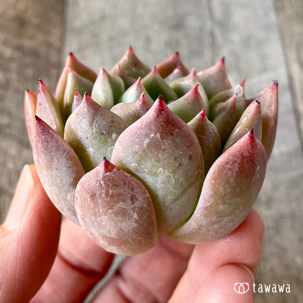 コロラータ×コルテス (チャンヒー農園苗)