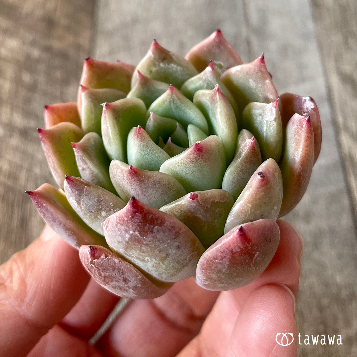 コロラータ×コルテス (チャンヒー農園苗)