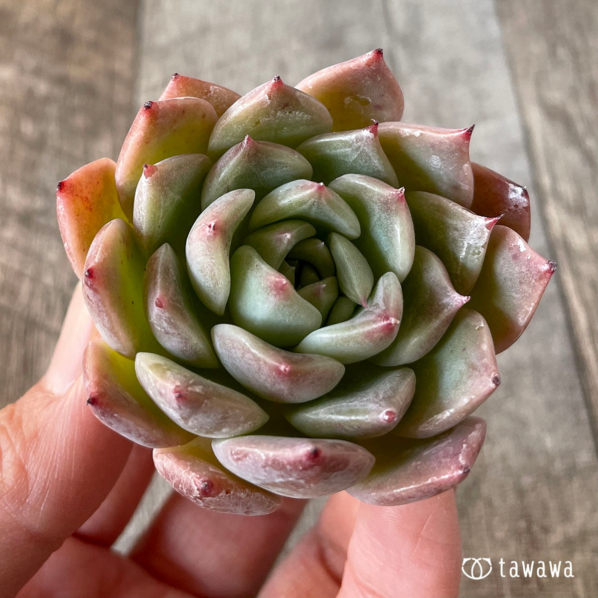 コロラータ×コルテス (チャンヒー農園苗)