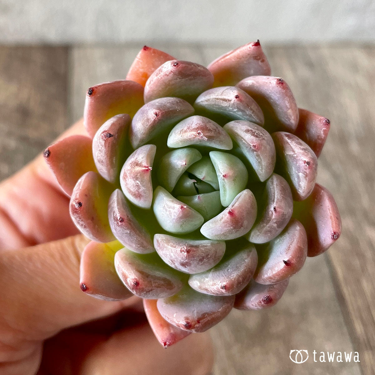 コロラータ×コルテス (チャンヒー農園苗)