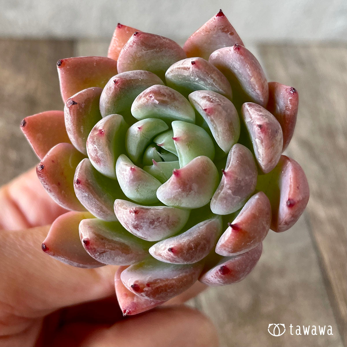 コロラータ×コルテス (チャンヒー農園苗)