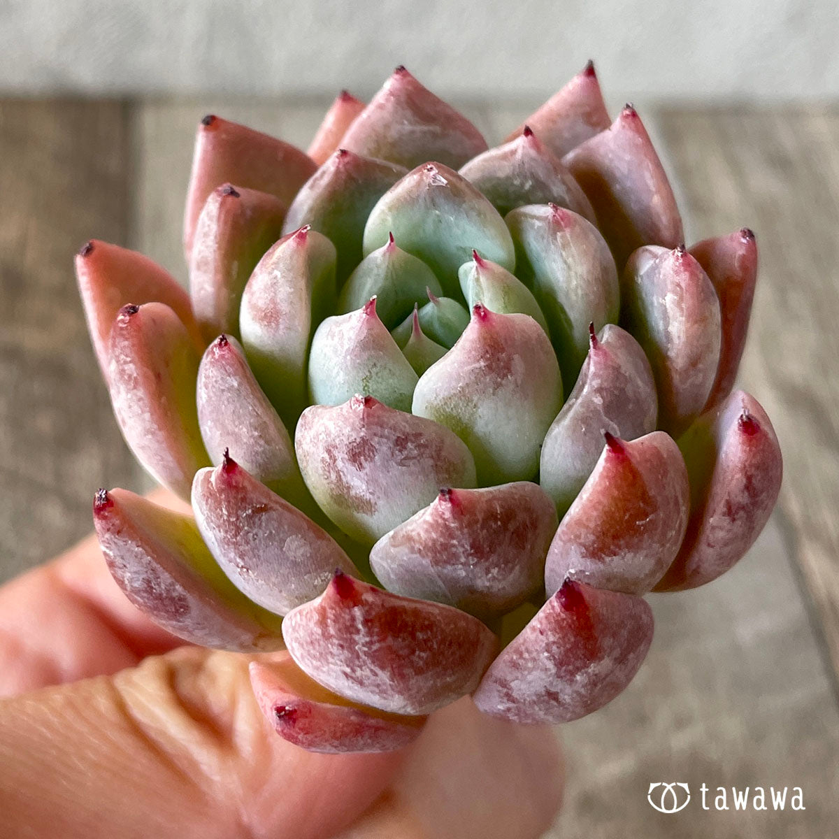 コロラータ×コルテス (チャンヒー農園苗)