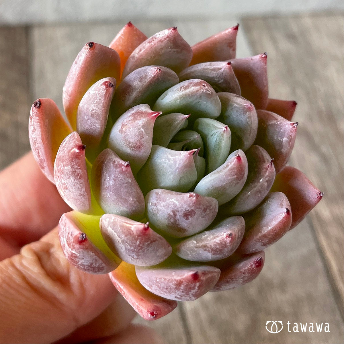 コロラータ×コルテス (チャンヒー農園苗)