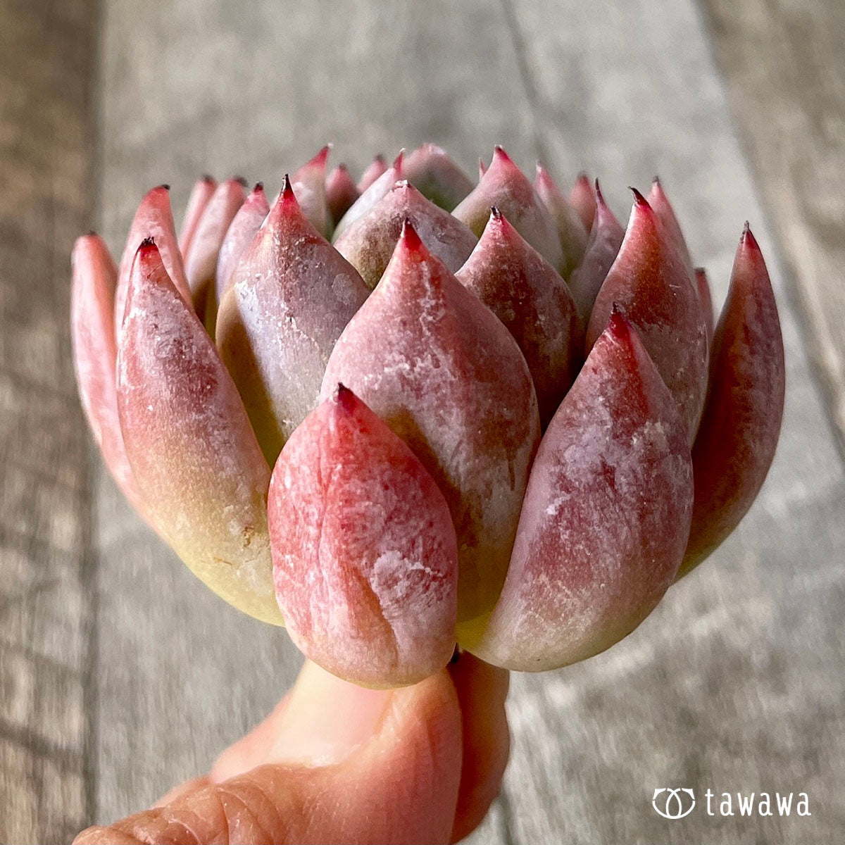 コロラータ×コルテス (チャンヒー農園苗)