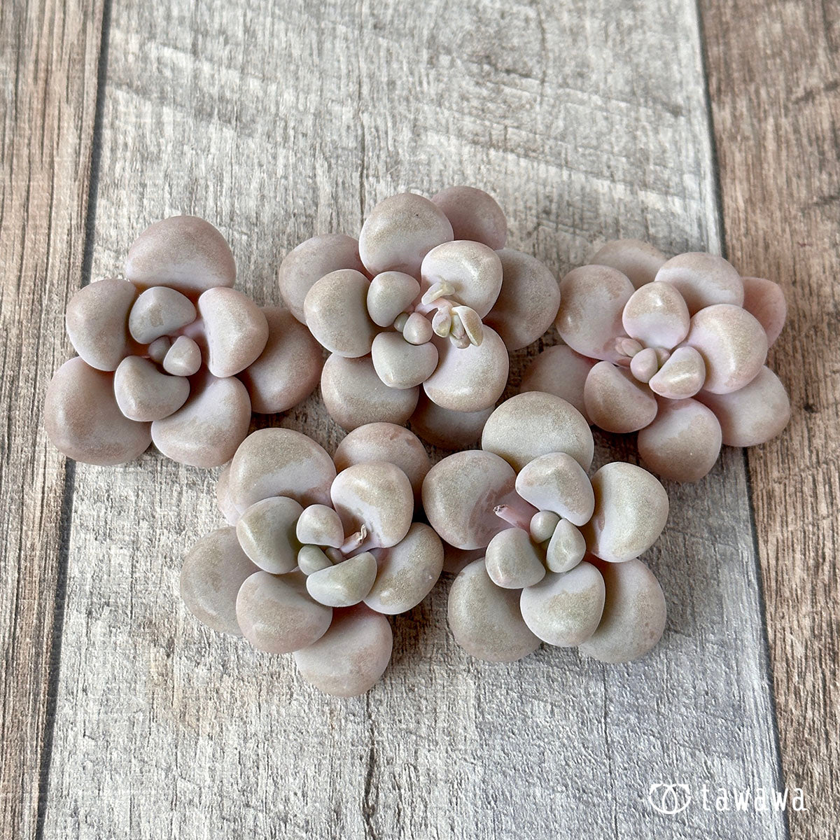 Amethystinum