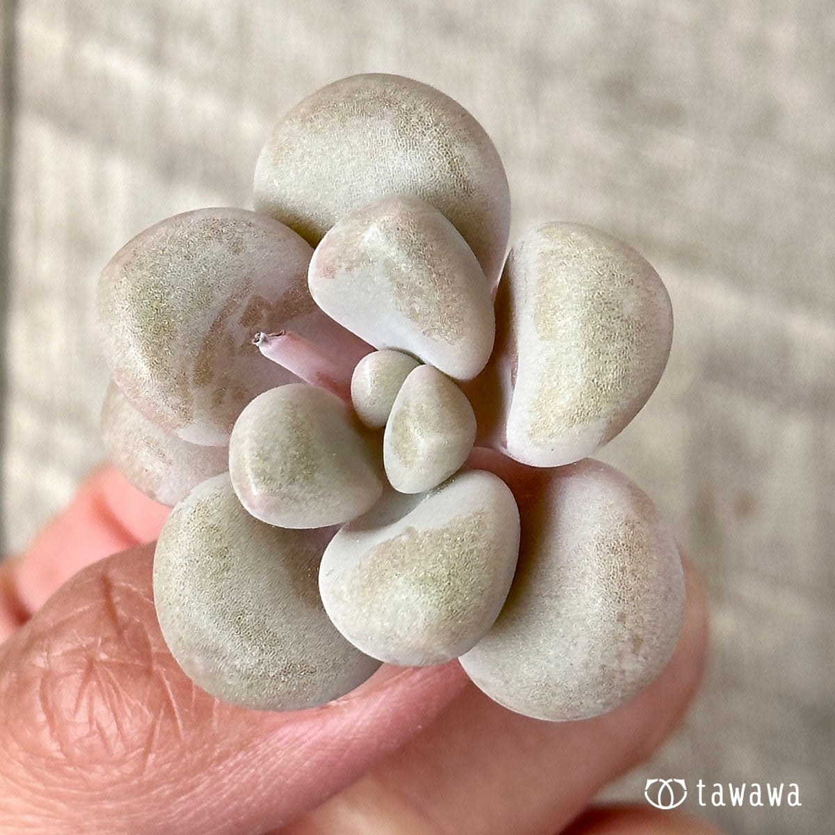 엘렌
