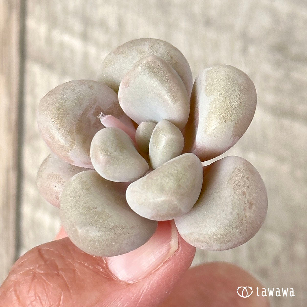 엘렌