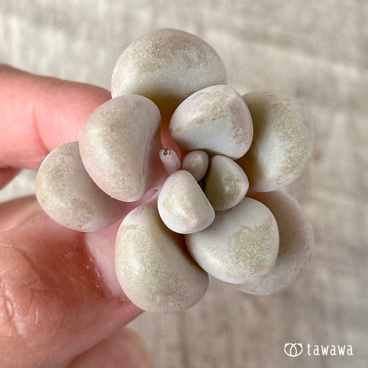 엘렌