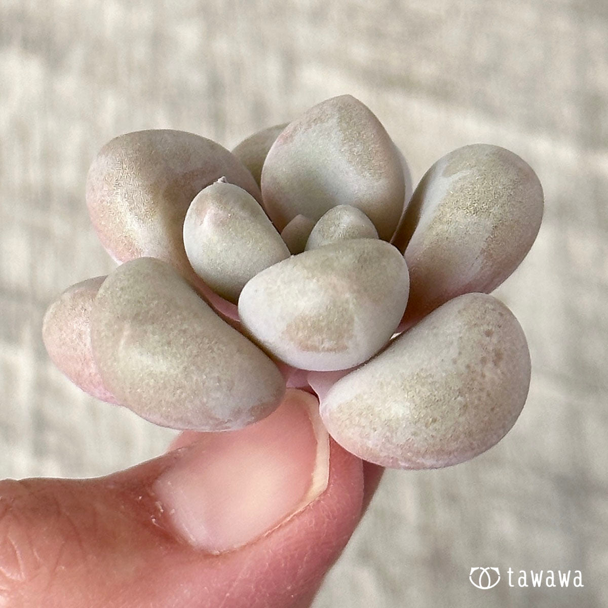 엘렌