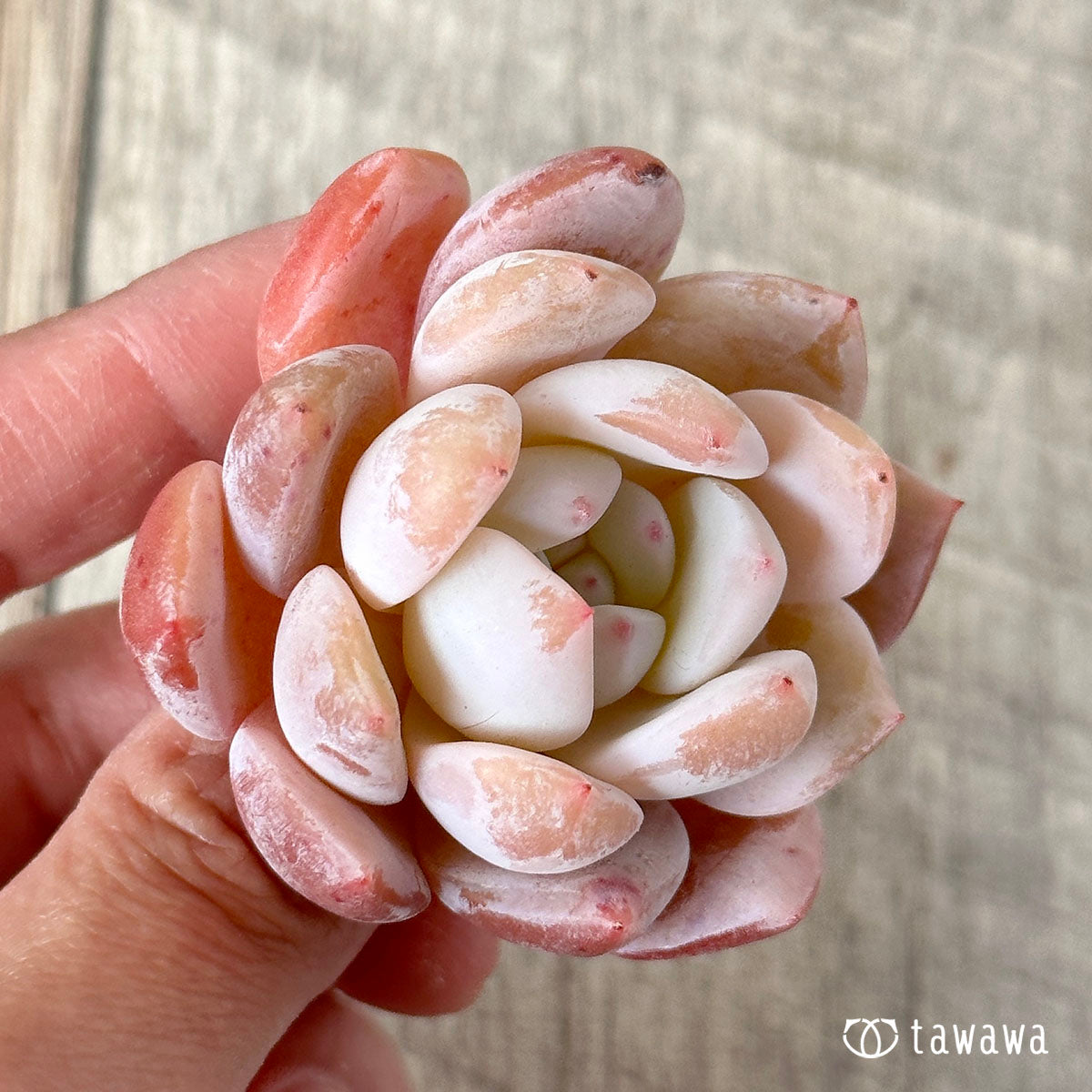 오렌지 먼로