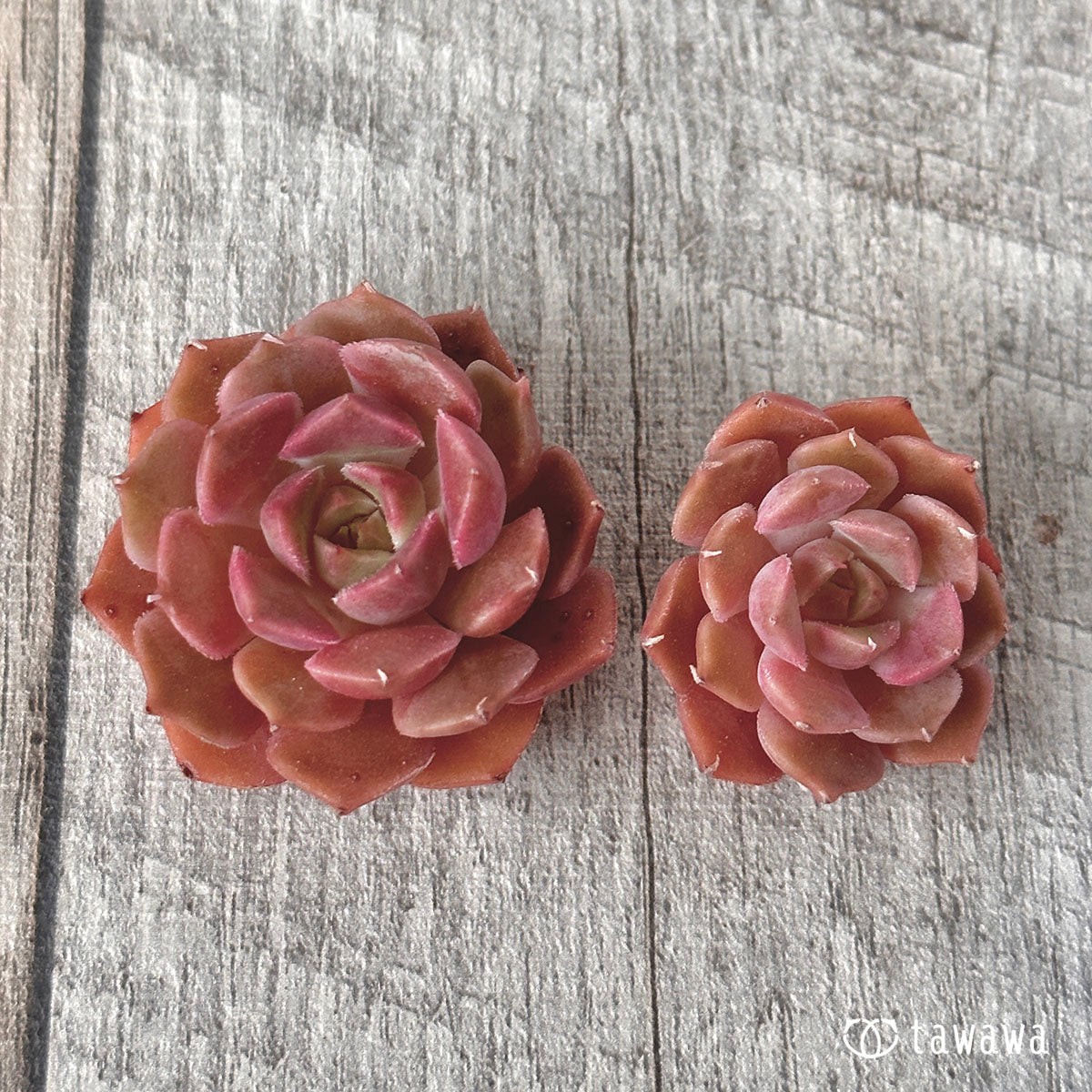 New Arrival Brown Rose