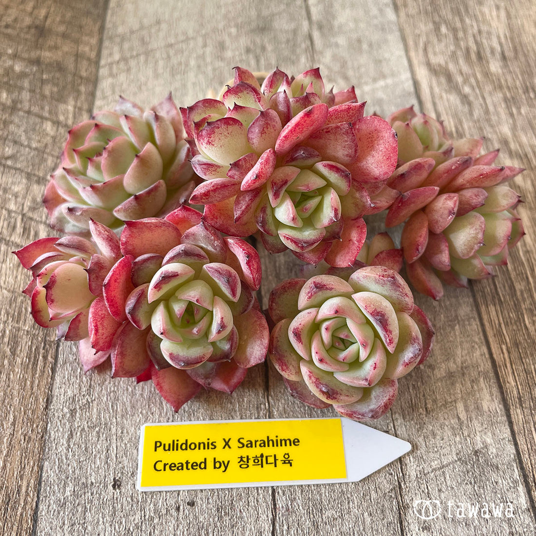 New Arrivals: Ice Green