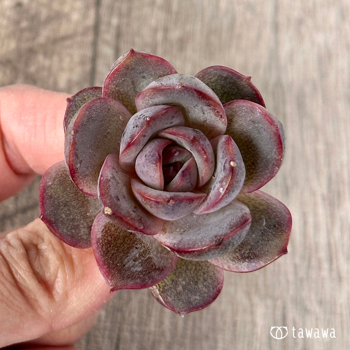 밀리네