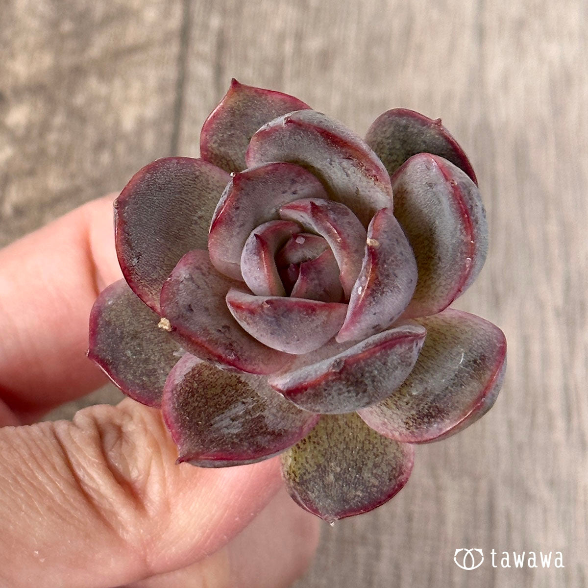 밀리네