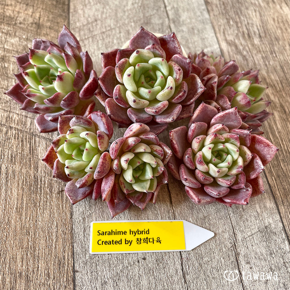 New Arrivals: Ice Green